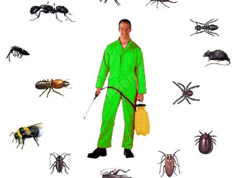 Avcılar Böcek İlaçlama – Profesyonel ve Garantili Haşer