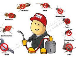 İstanbul Bölge Böcek İlaçlama: İstanbul’un Tüm İlçelerinde Güvenilir ve Etkili Haşere Kontrolü